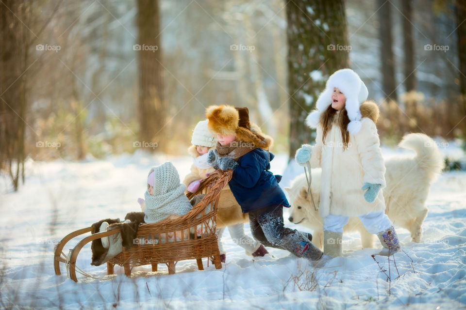 Children playing with the Samoyed dog at cold winter day