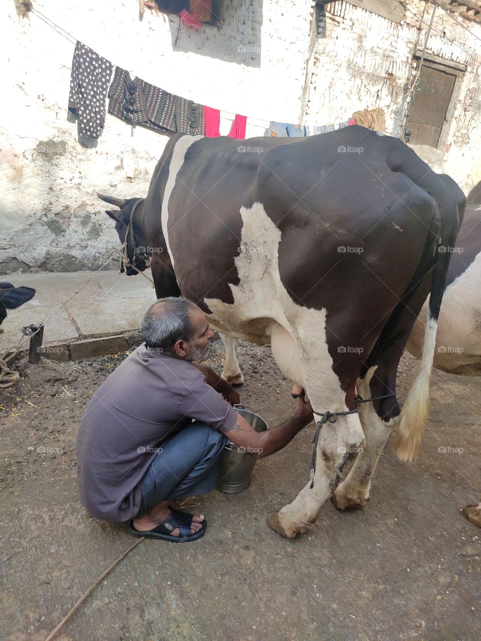Indian milkman removing milk from the cow