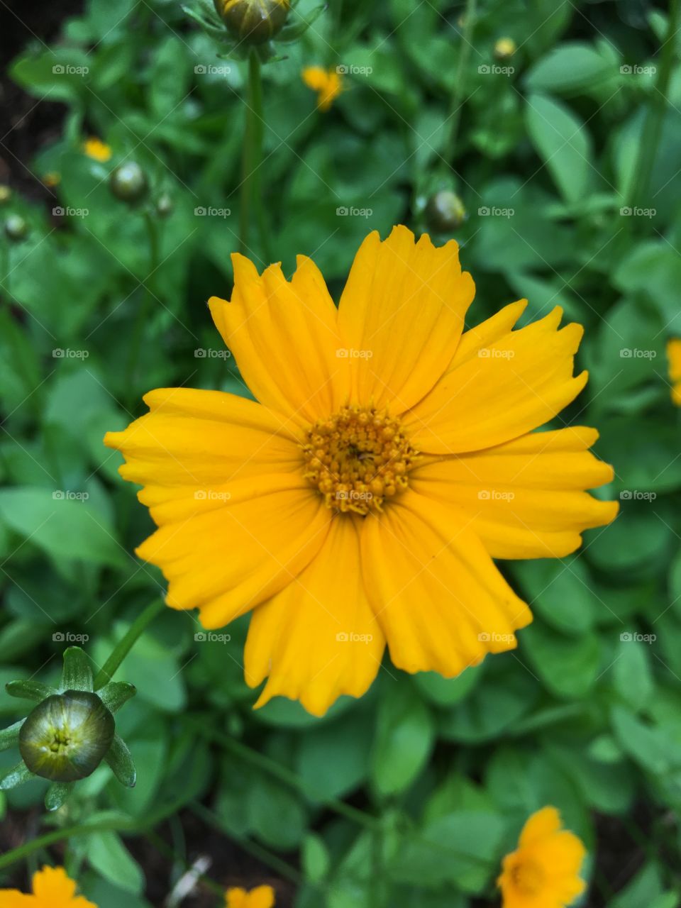 Orange flower and petals 