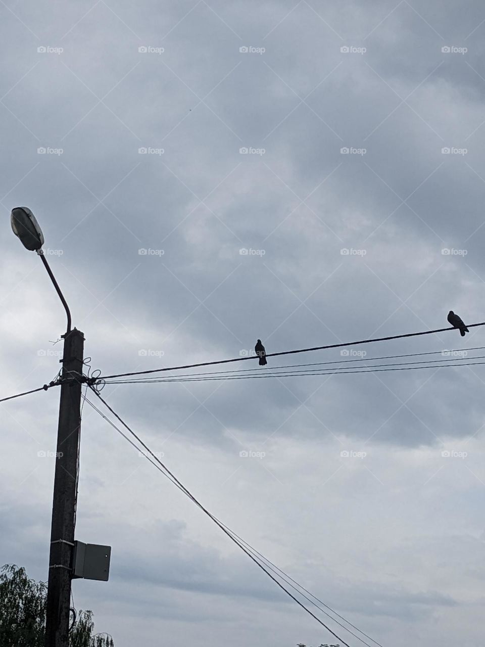 Birds on a wire