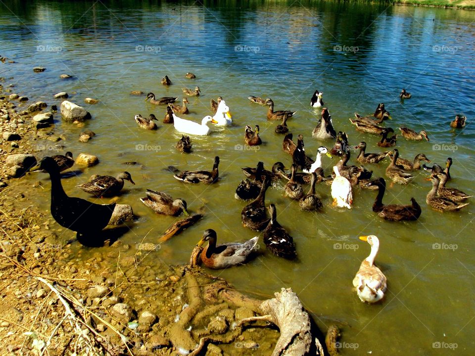 Ducks in a pond