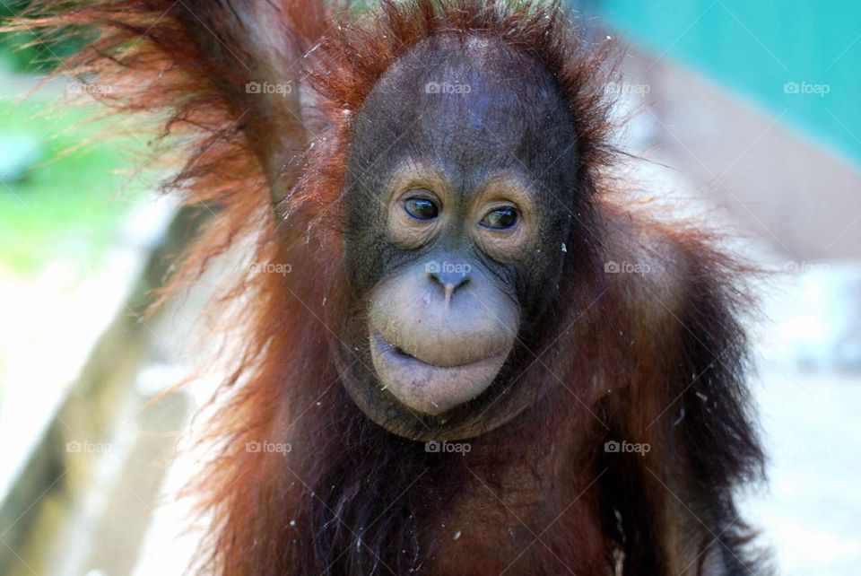 Baby Orangutan at Sepilok Orangutan Sanctuary