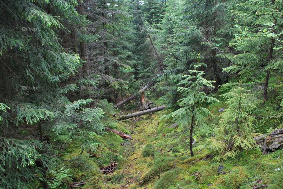 Summer Carpathian Mountains. In the forest. 