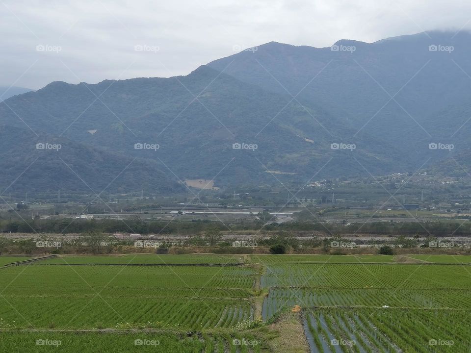 aerial view of rice fields in taiwan