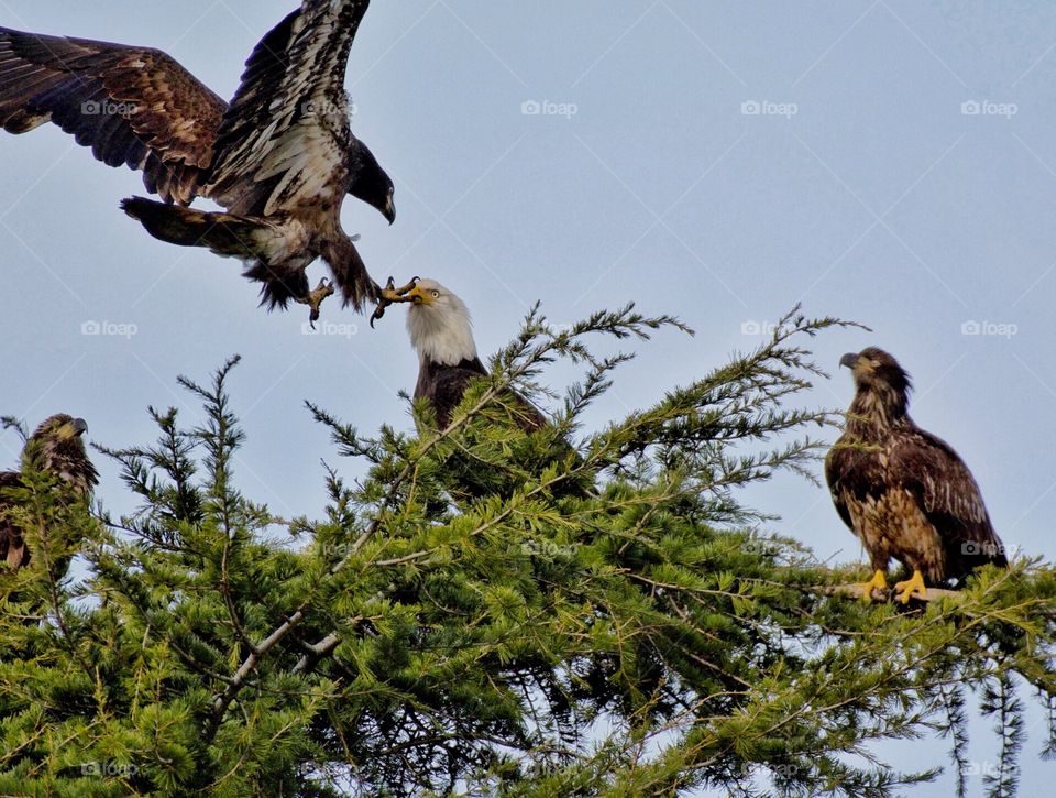 Juvenile eagle landing