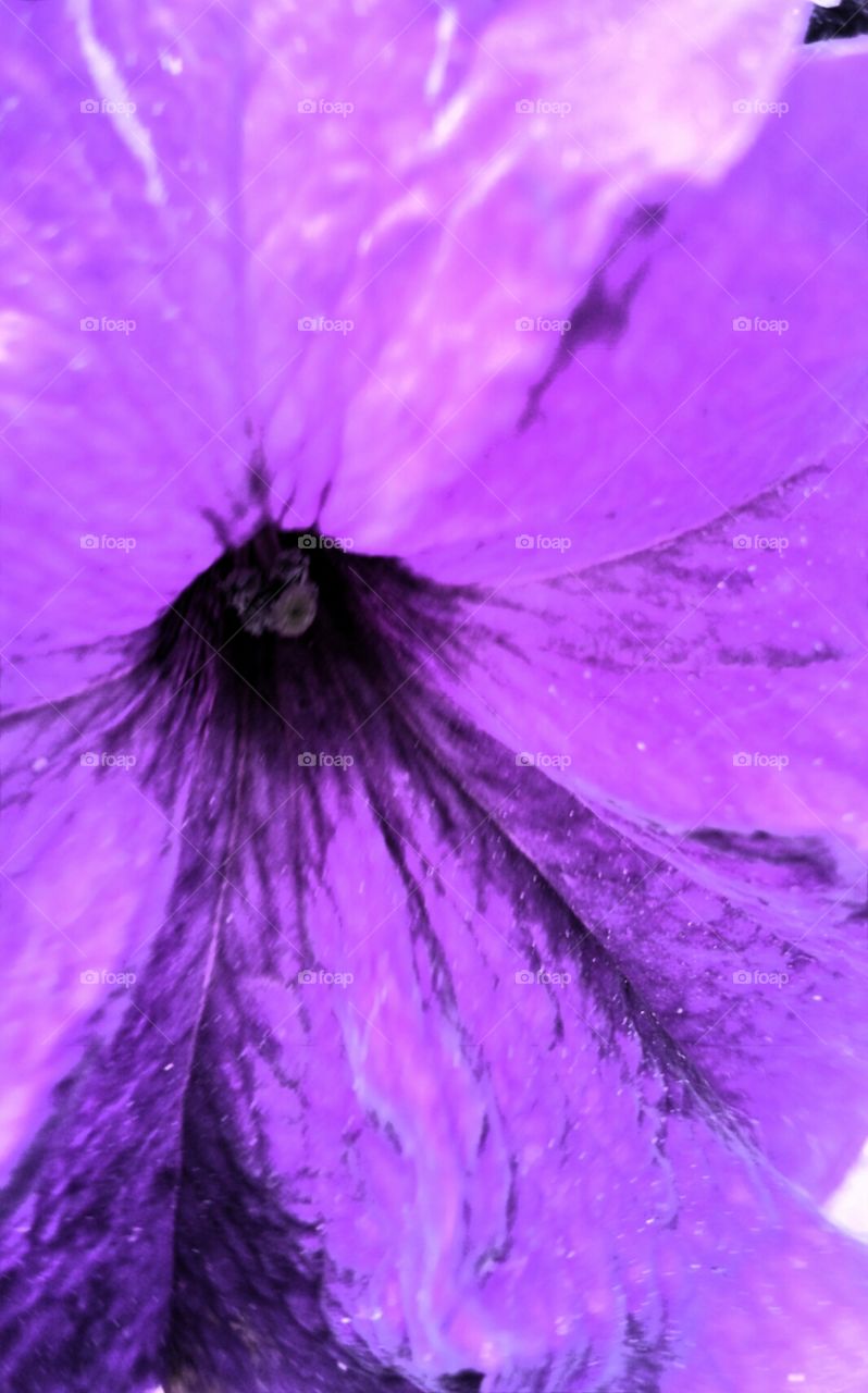 Nature. Petunia Purples