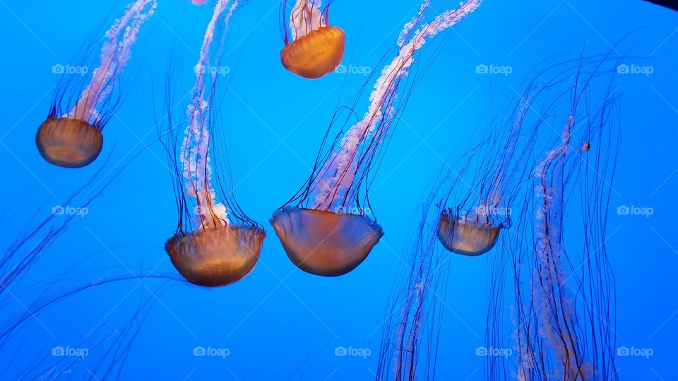 jellyfish Cannery Row Monterey California