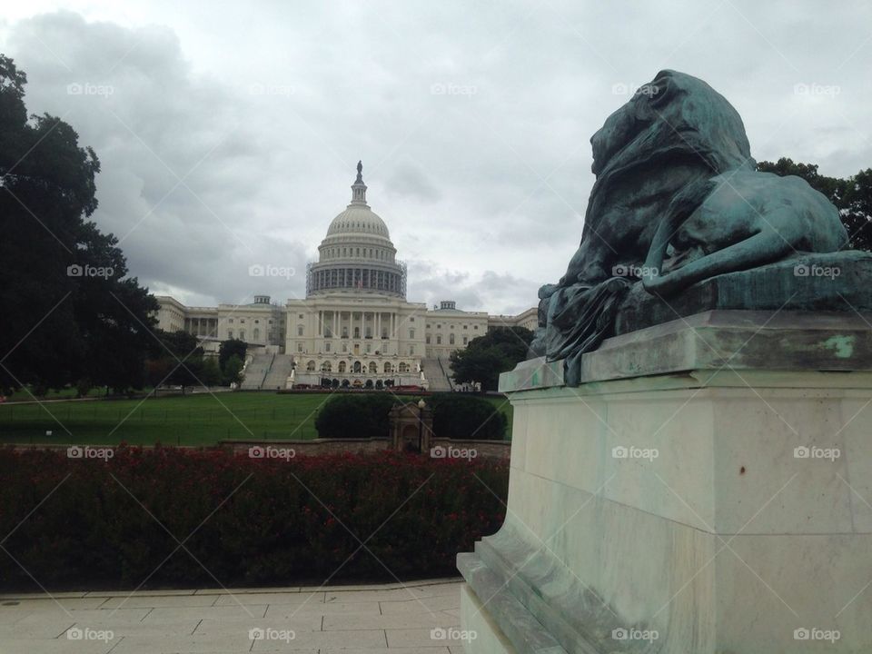 Capitol lion