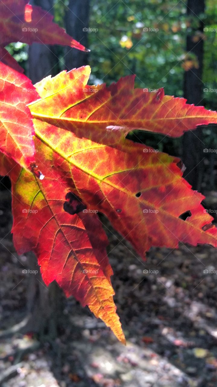Changing Leaf