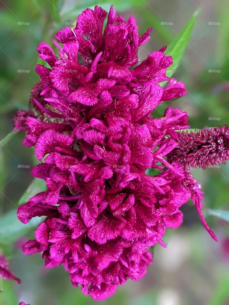 celosia cristata plant, or cockscomb flower.