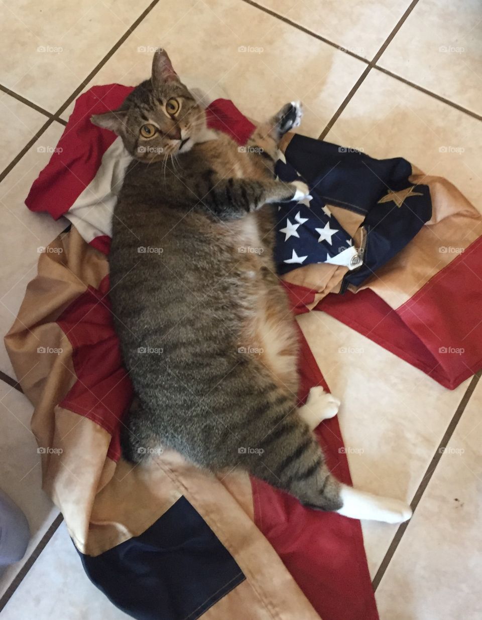 American Cat