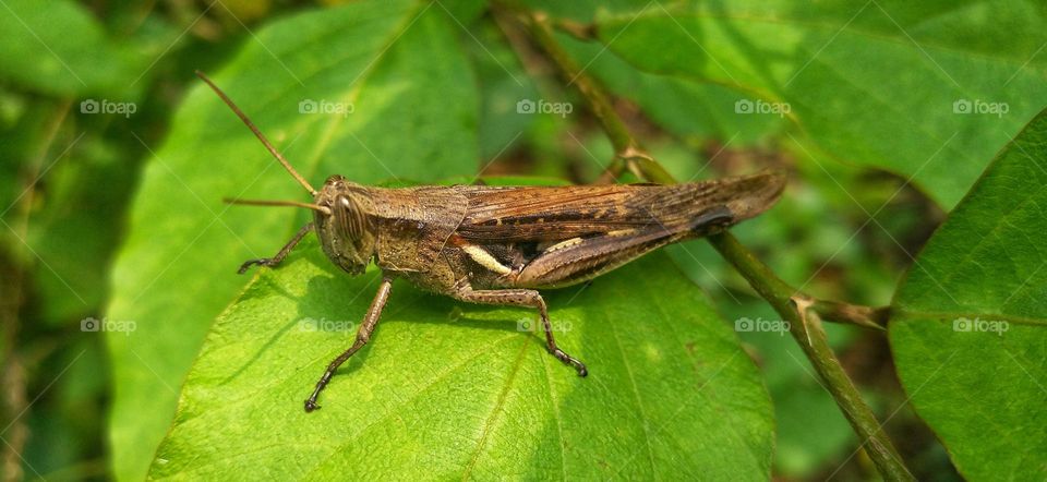 Rice locusts are a group of insects that belong to the suborder Caelifera