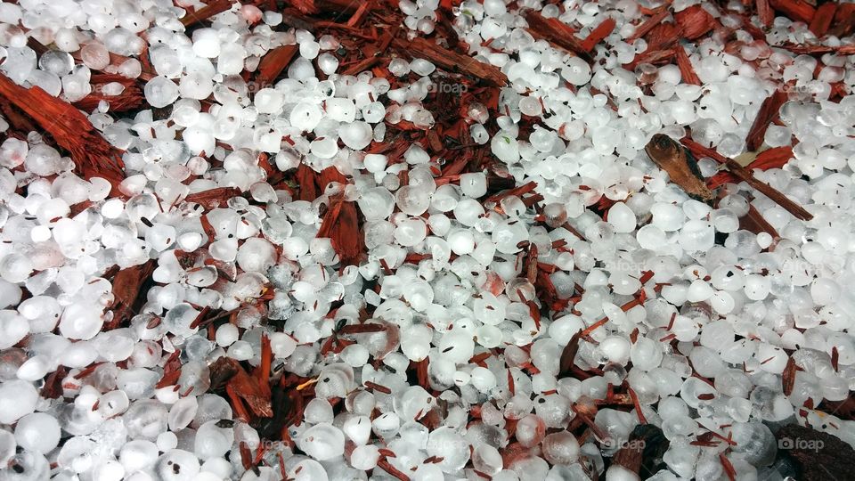 Summer Hail. Large hail that fell in the first weeks of June.