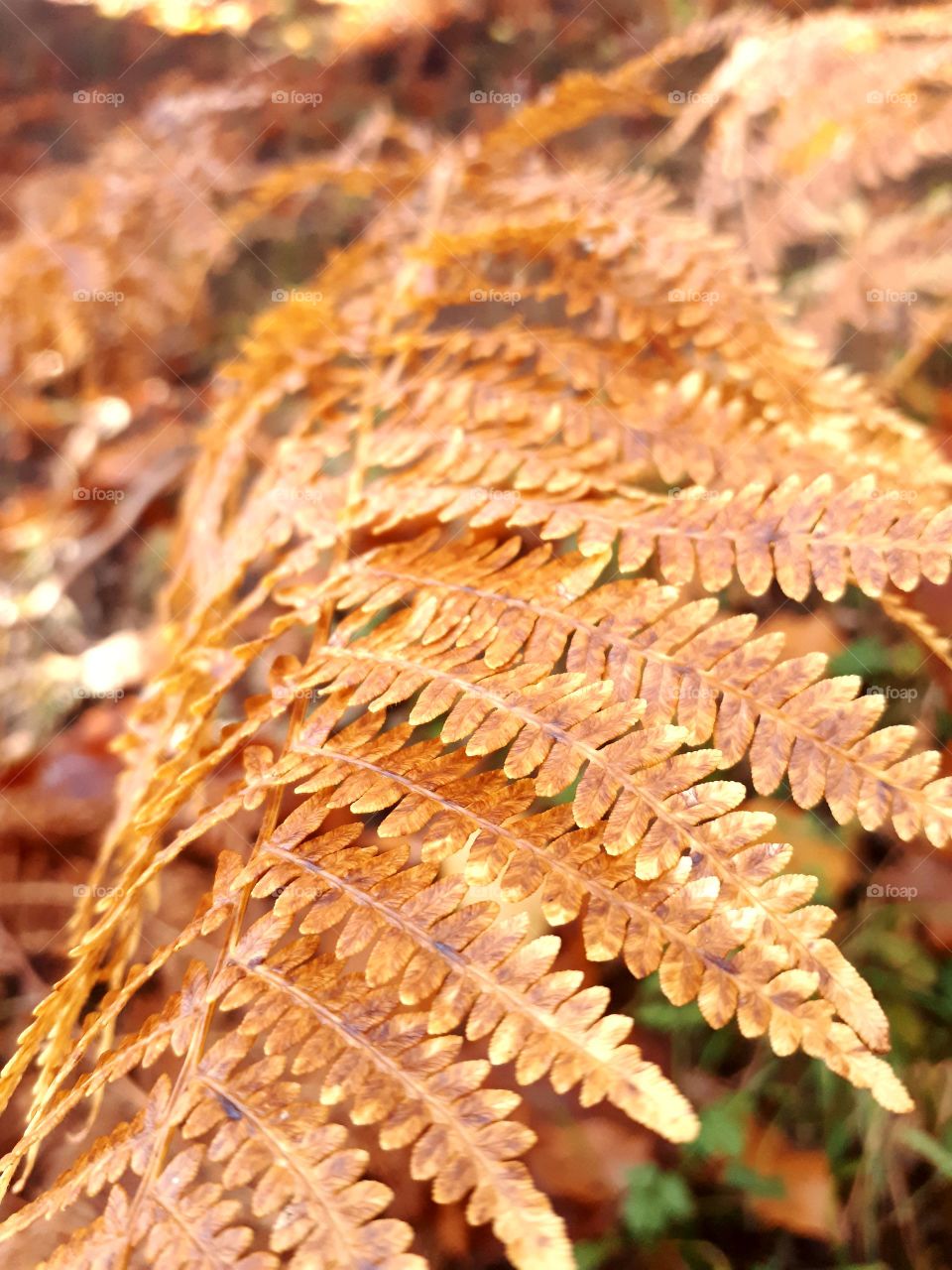 fern in fall