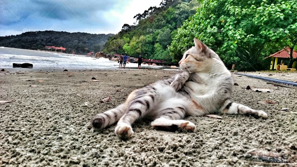 cat lying on the beach