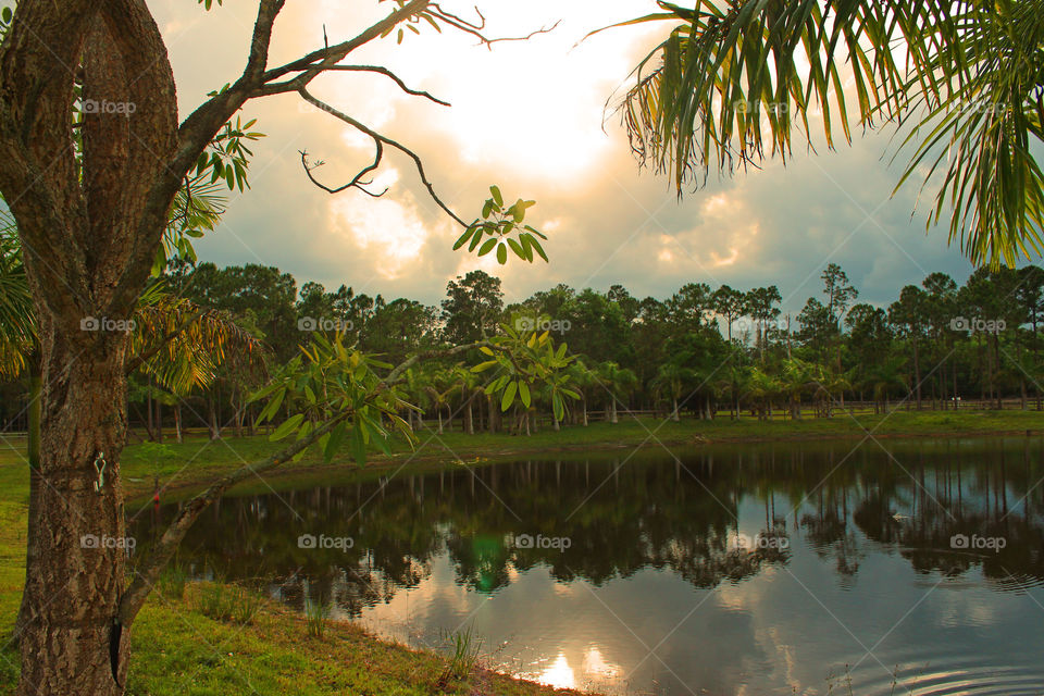 Trees reflecting on the lake