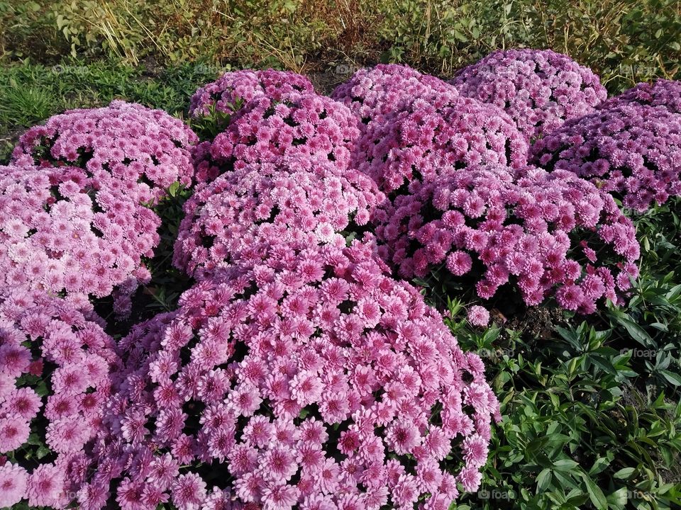 Lush flowering chrysanthemum bush.