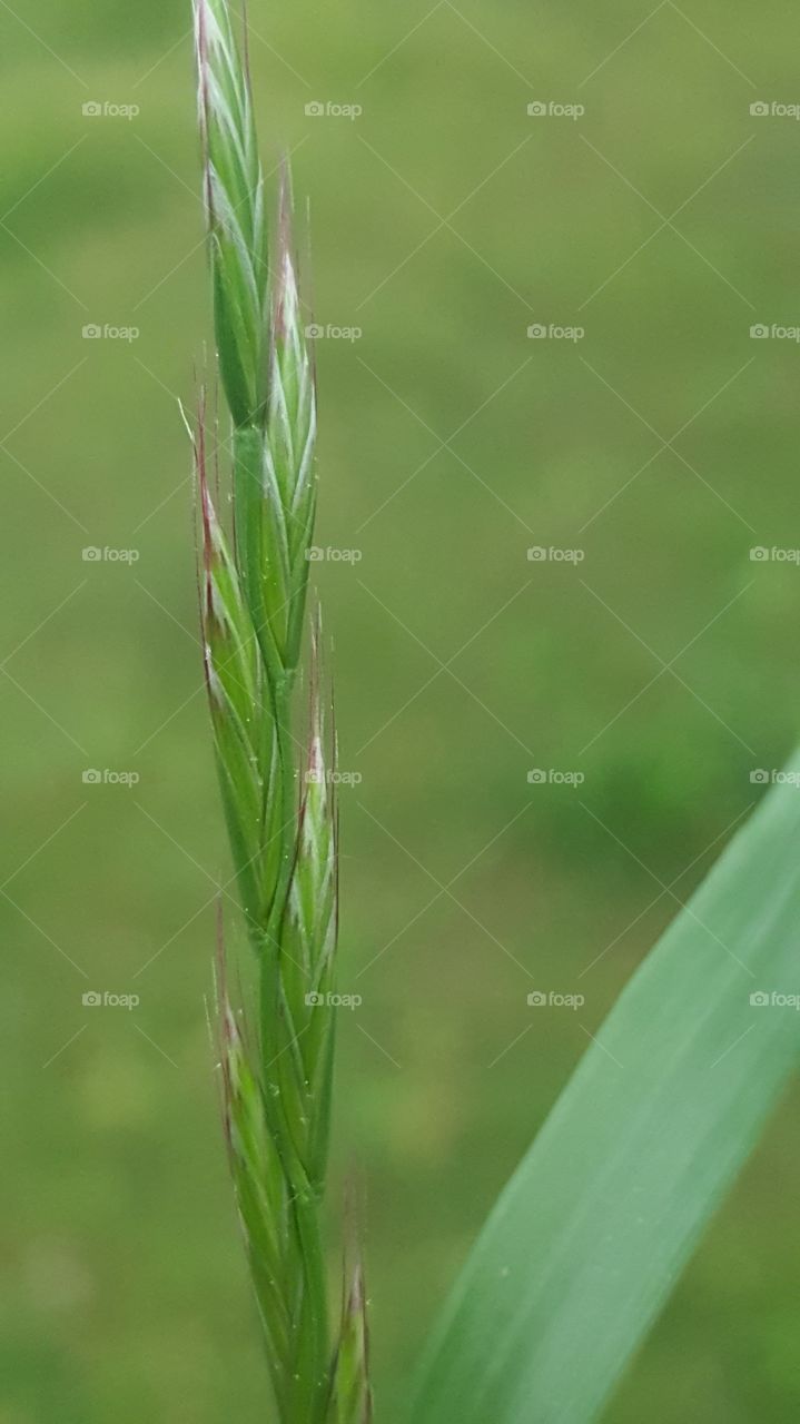 Green wheat