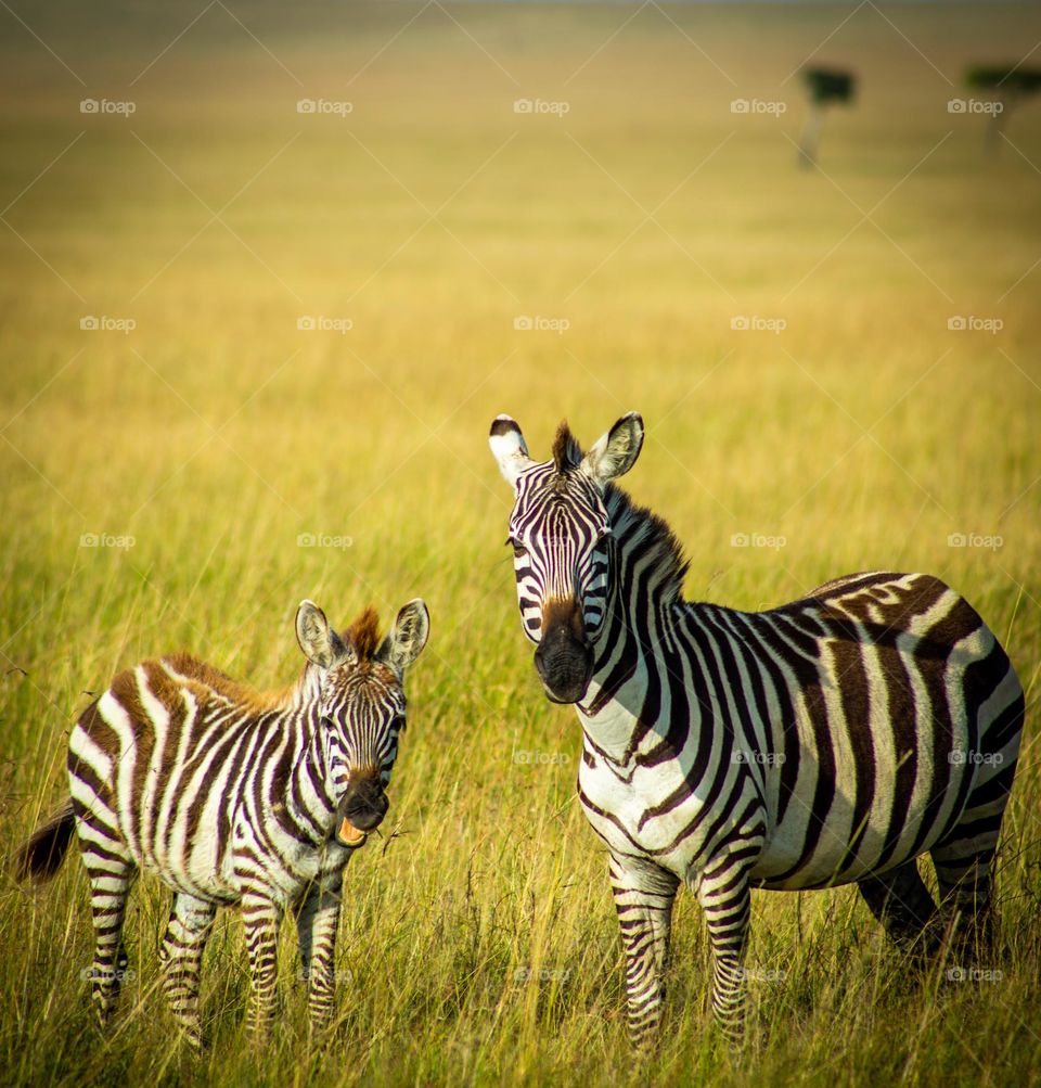 Zebras in the Savannah
