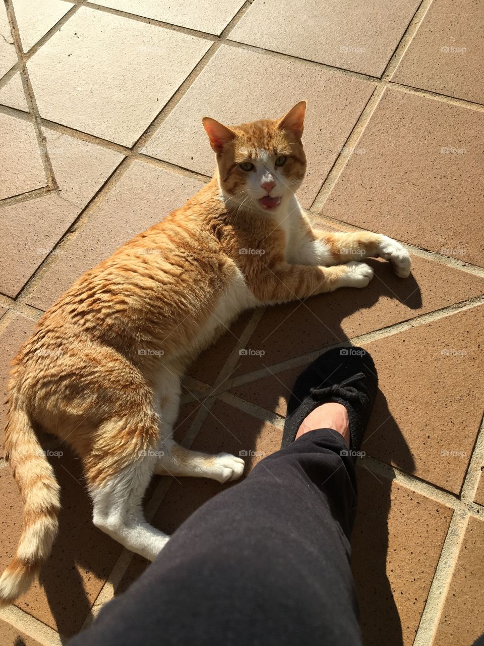 Young cat chilling in sun