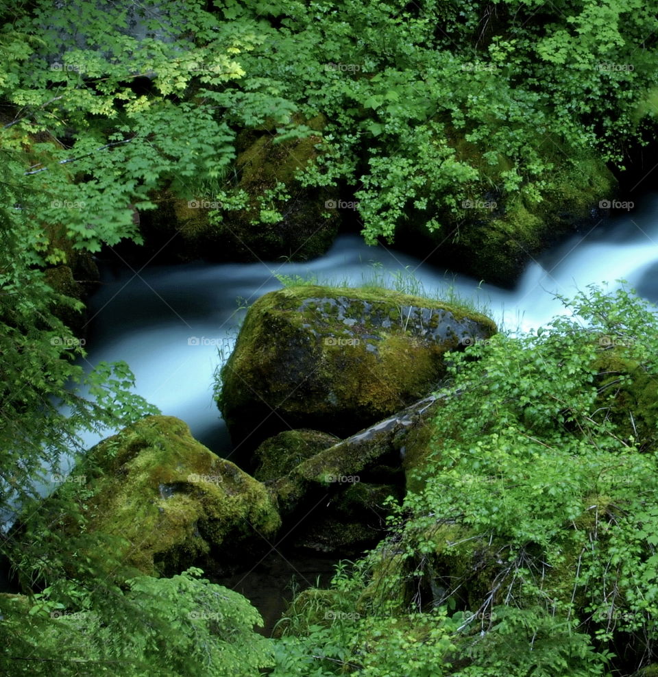 A creek deep in the forests of Southern Oregon flows like silk through boulders bushes and trees on a summer morning. 