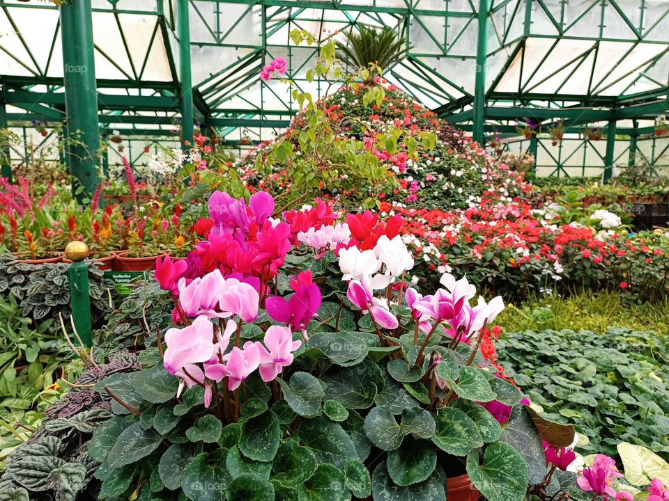 different colour cyclamen flower plant