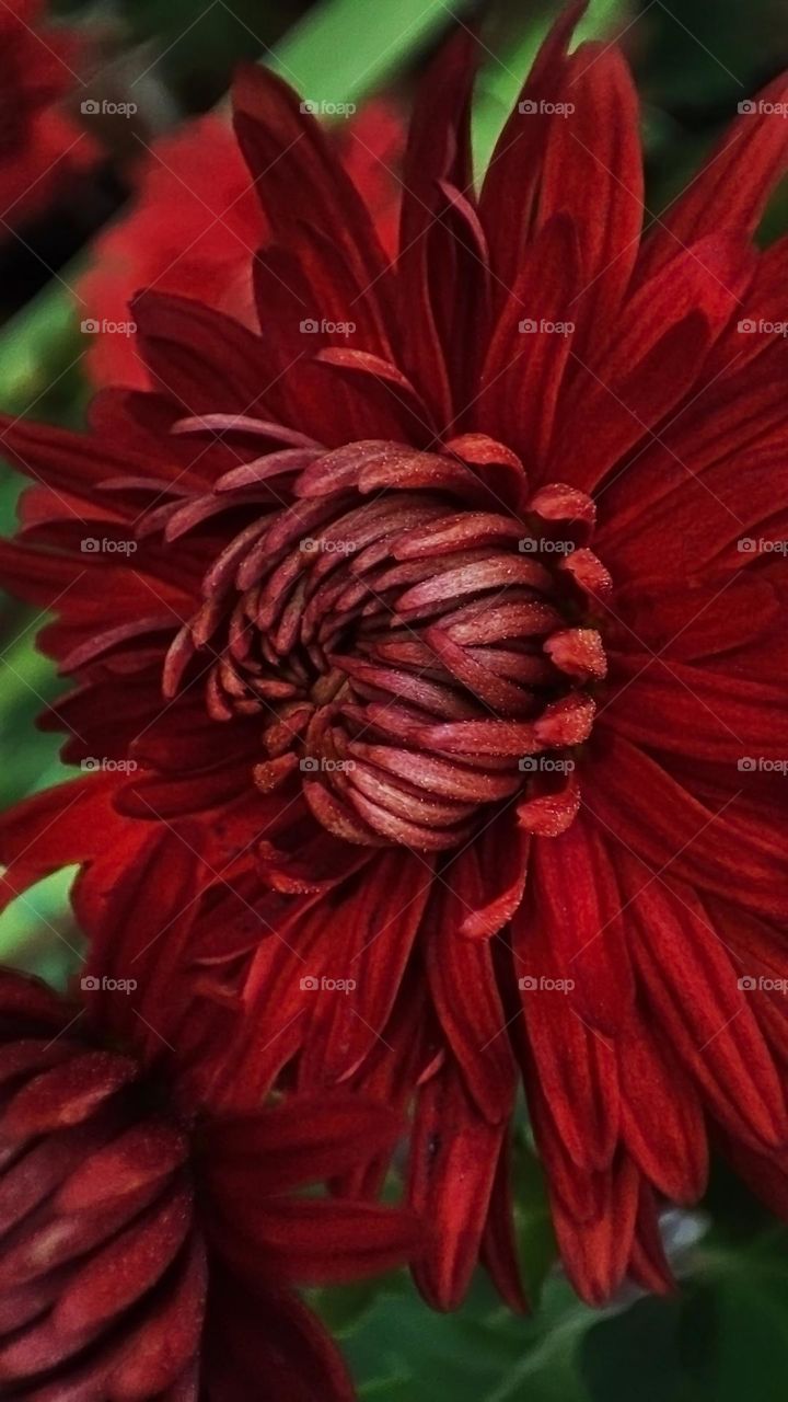 Macro photo of blooming grass