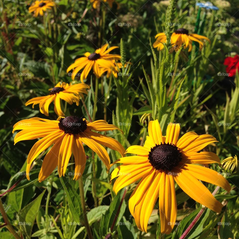 Goldsturm. Goldsturm