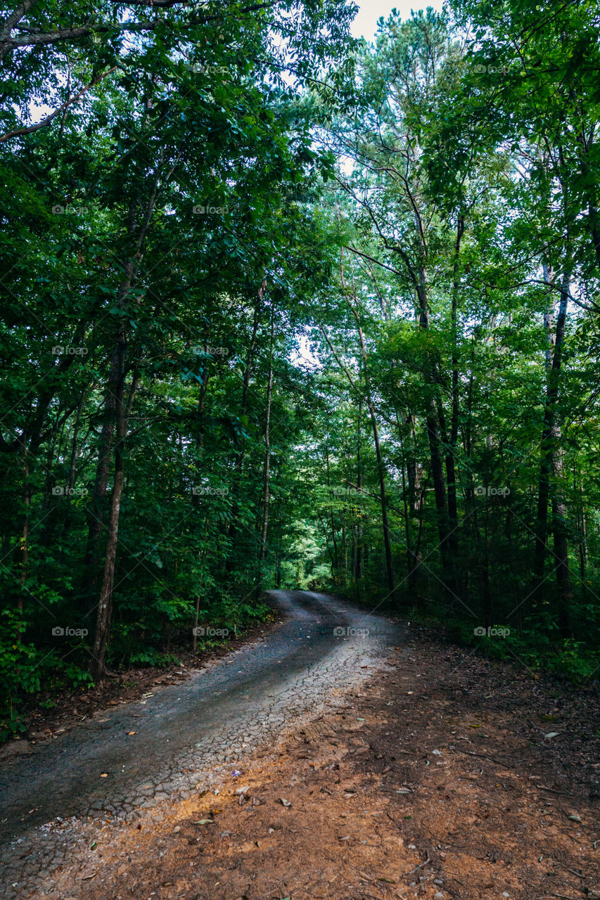 Outdoor forest pathway 