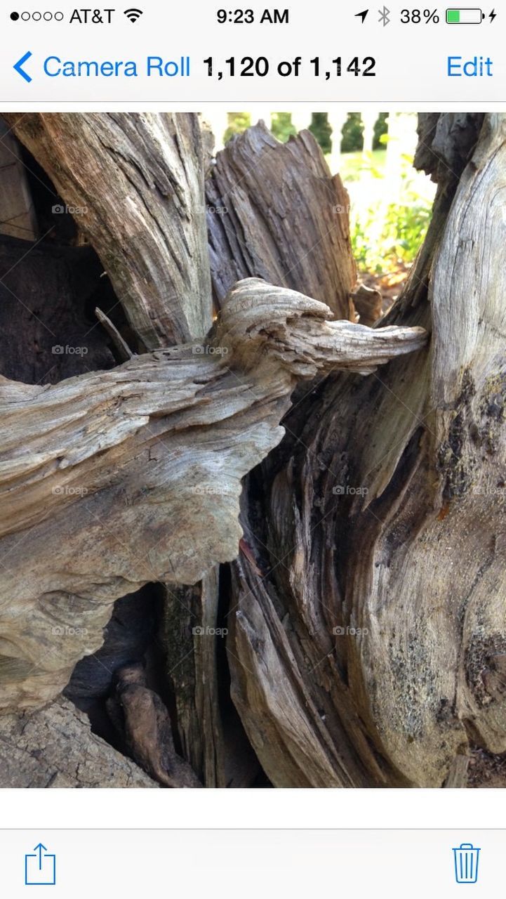 Driftwood