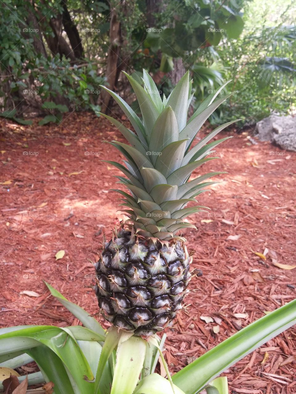 A pineapple I found growing during the last vacation I went on with my grandparents.