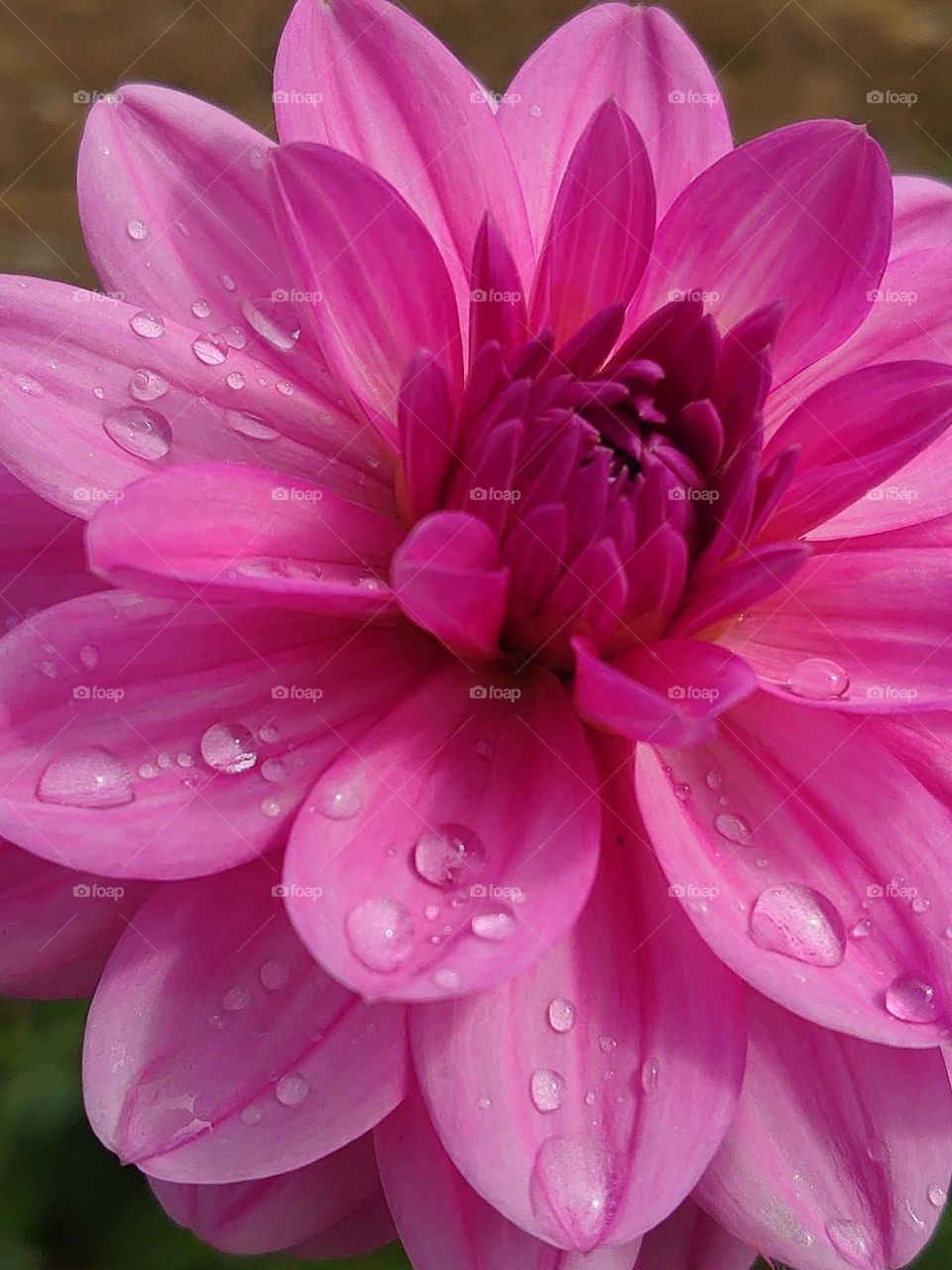 barbie pink flower