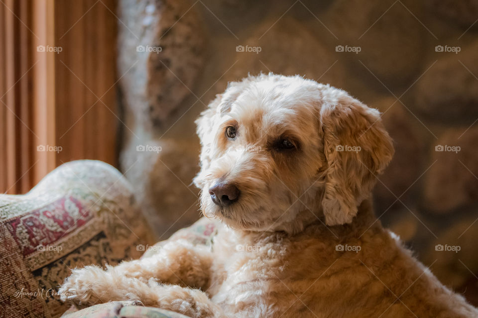 Golden Doodle dog sitting by window in the sunlight