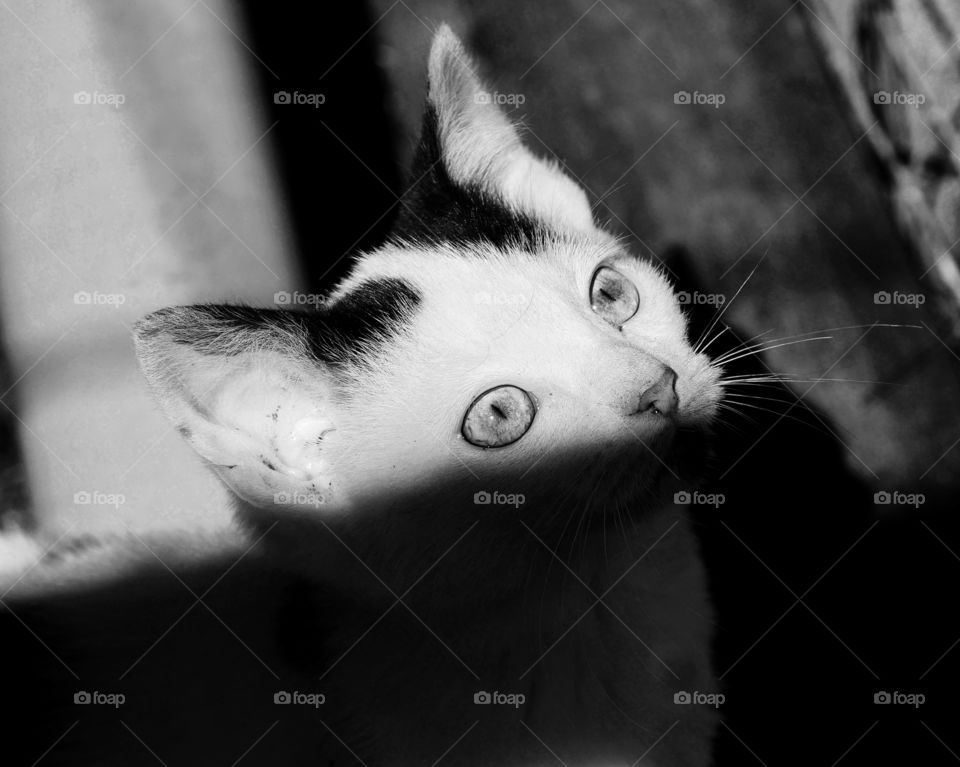 Black and white portrait of kitten