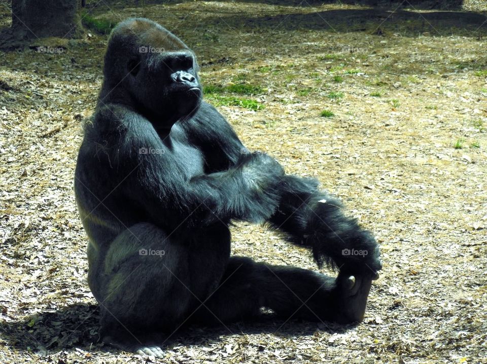 Silverback. Male silverback gorilla 