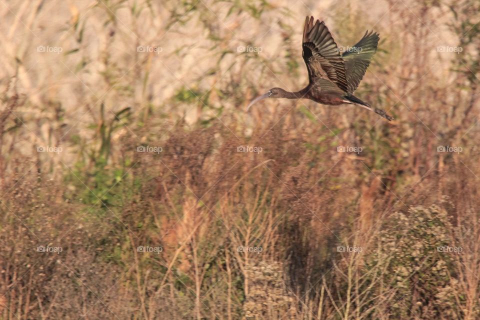 Glossy Ibis in Flight