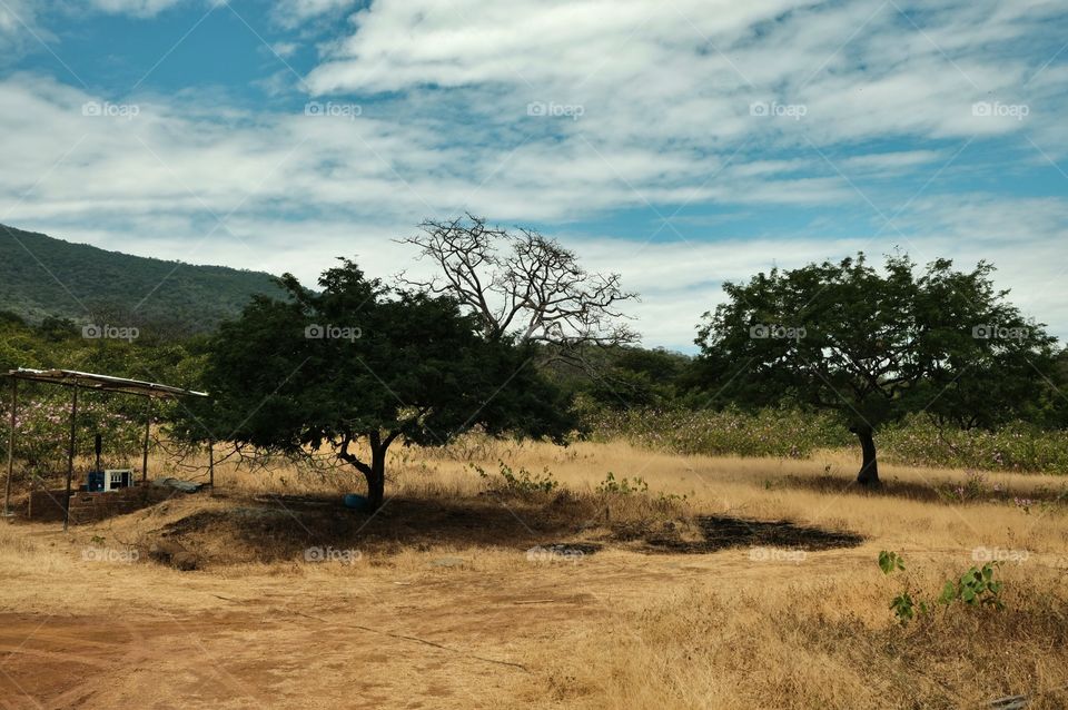 Dry field with two trees