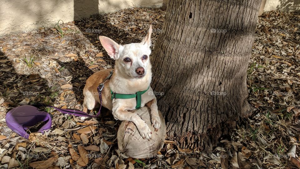 Cocoanut Chihuahua