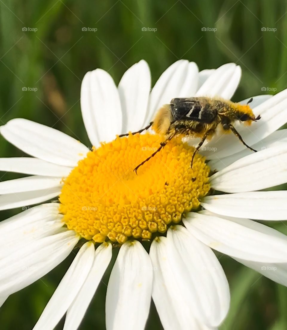 Trichiotinus Assimilis bee mimic beetle on a daisy