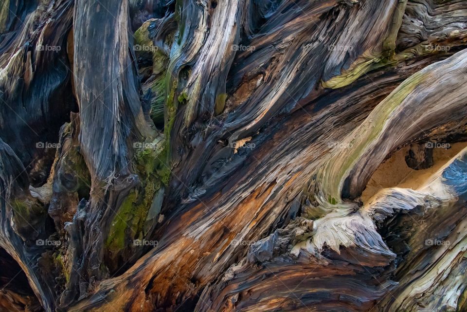Tree roots of a fallen Sequoia