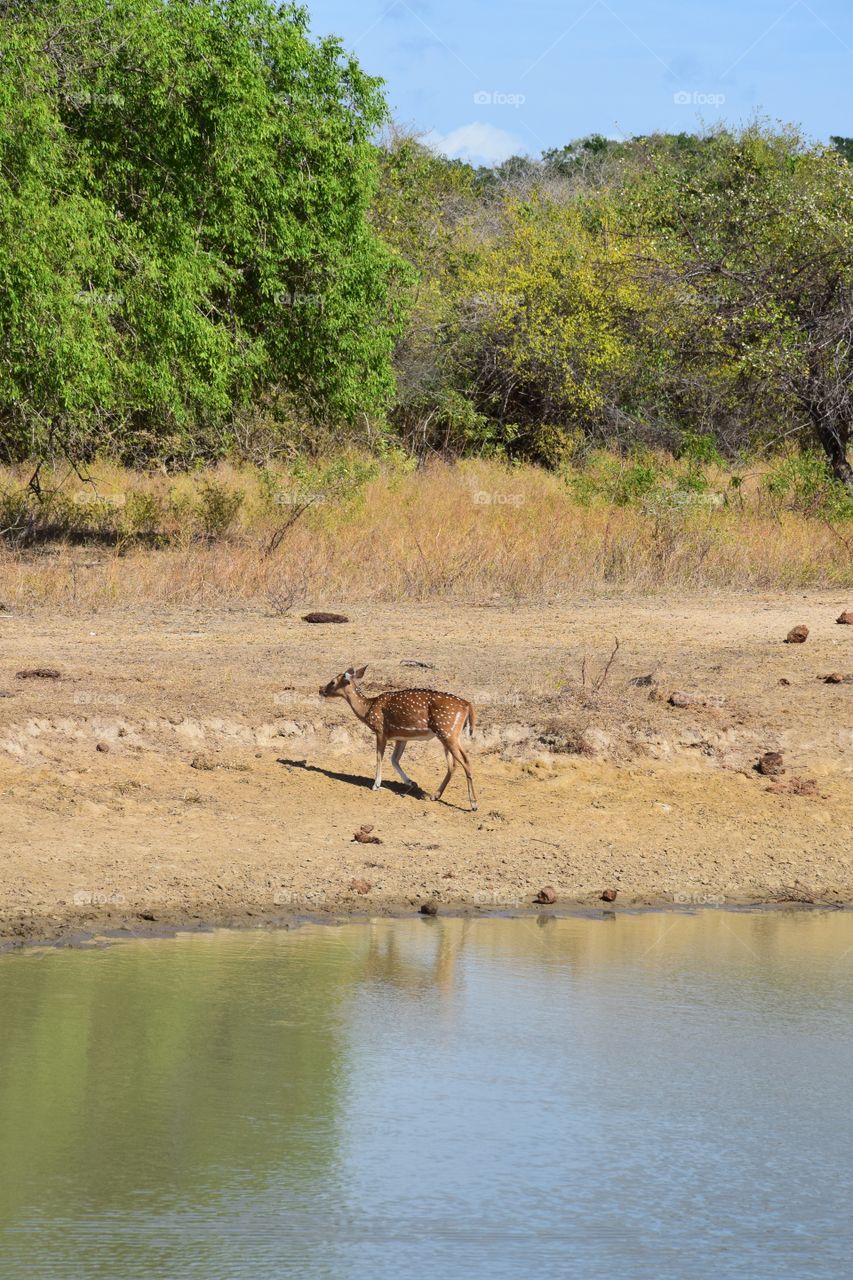 Beautiful picture taken in Sri Lanka safari 