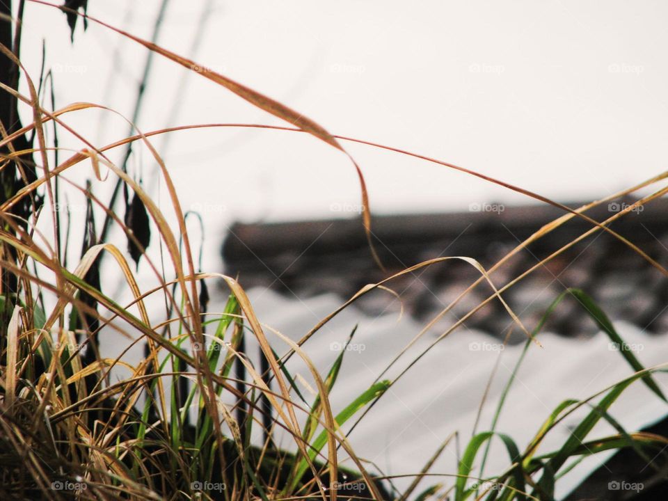 Close-up view of green and brown grass growing wild, with some stems reaching upwards