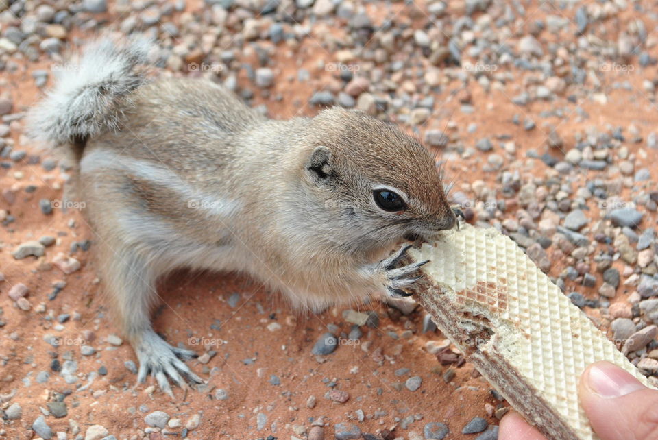 A wild chipmunk in Valley of Fire, Nevada