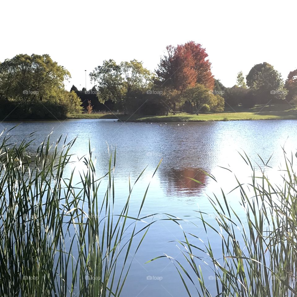 Discovery pond in fall