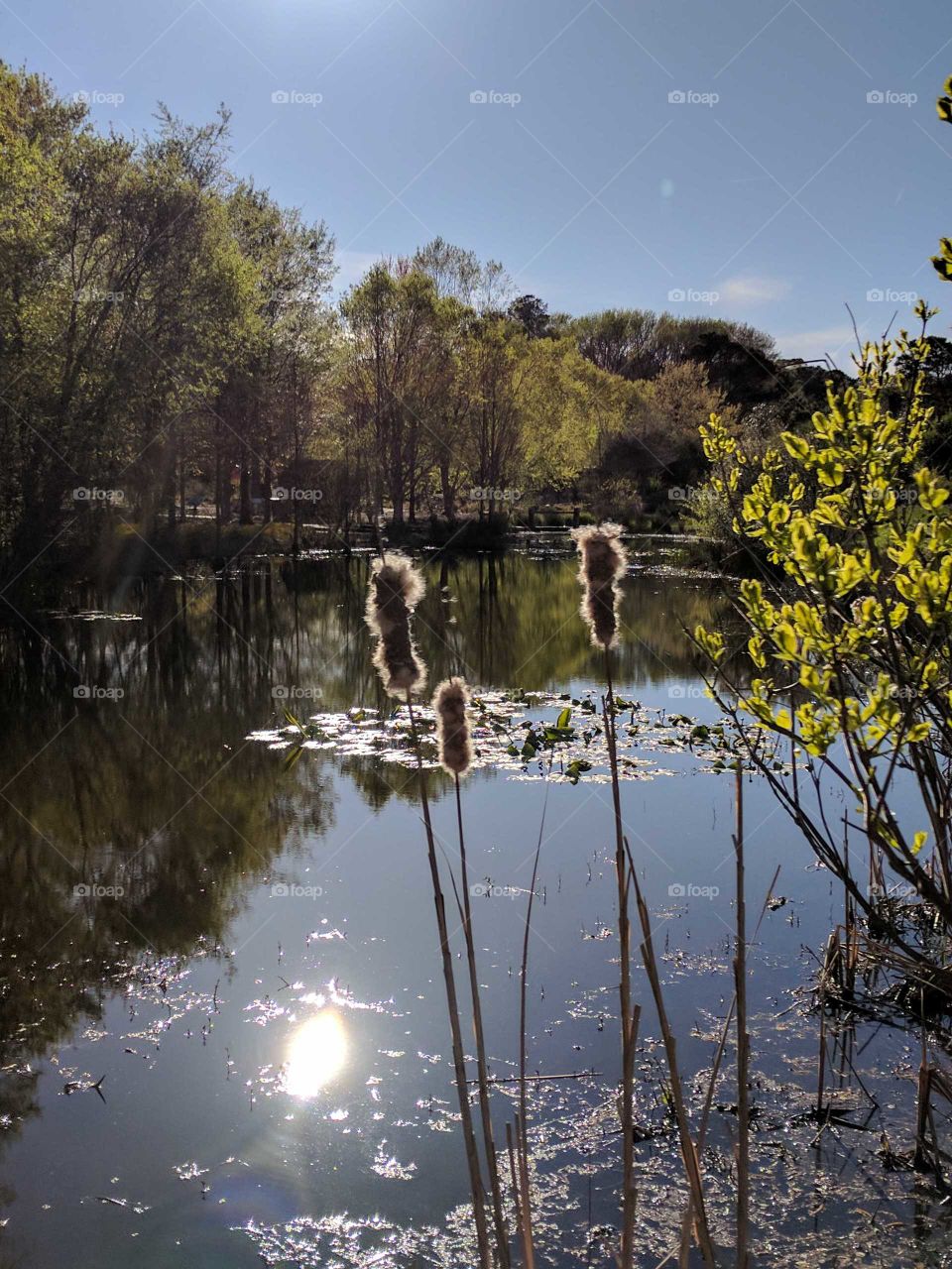 cattails by the pond