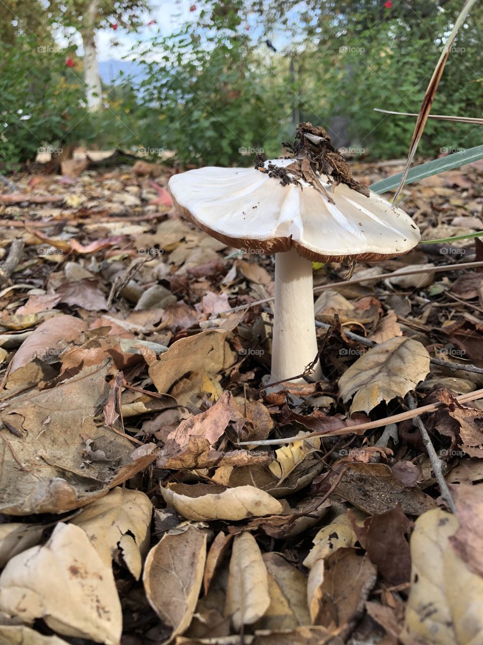 Mulch with a mushroom