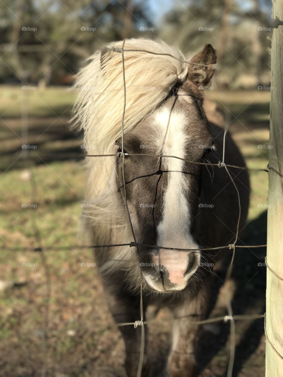 Wimberley Valley Winery