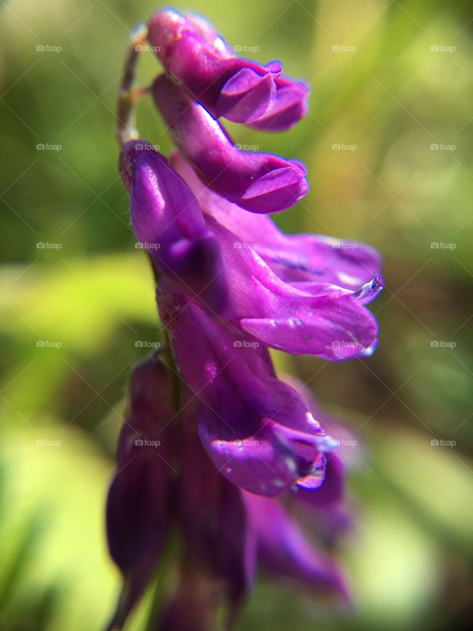 Purple wildflowers 