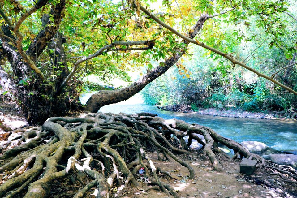 tree, nature, stream, green, blue, roots,