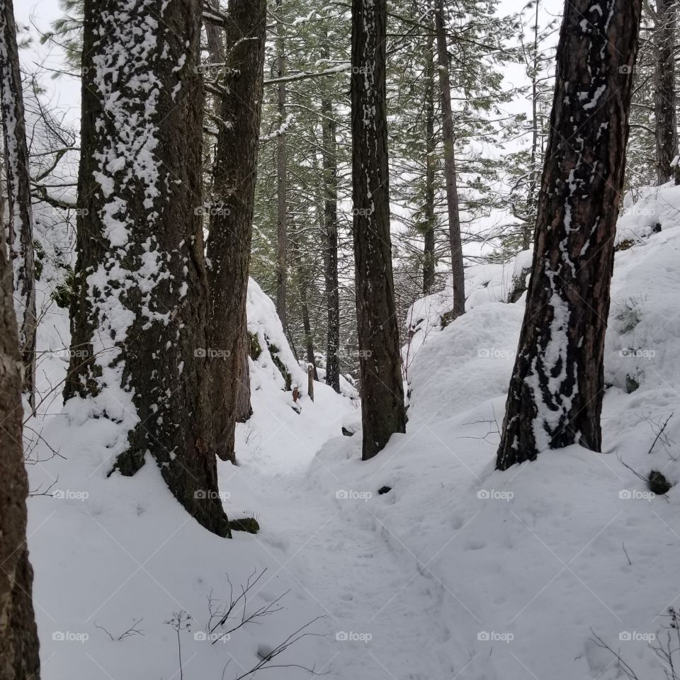 snowshoeing trail in a forest on a winter day